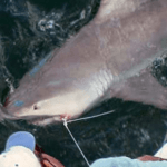 Picture of a shark being pulled to the side of a boat