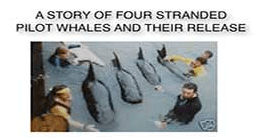 A Story Of Four Stranded Pilot Whales And Their Release