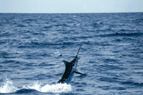 picture of a Marlin jumping out of the water