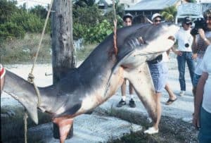 Very large Shark Picture caught. Part of a home page slide show